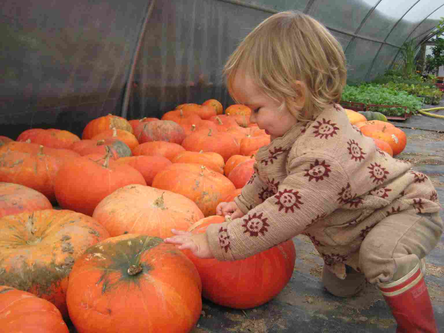 pascal-et-les-courges-small-image.jpg